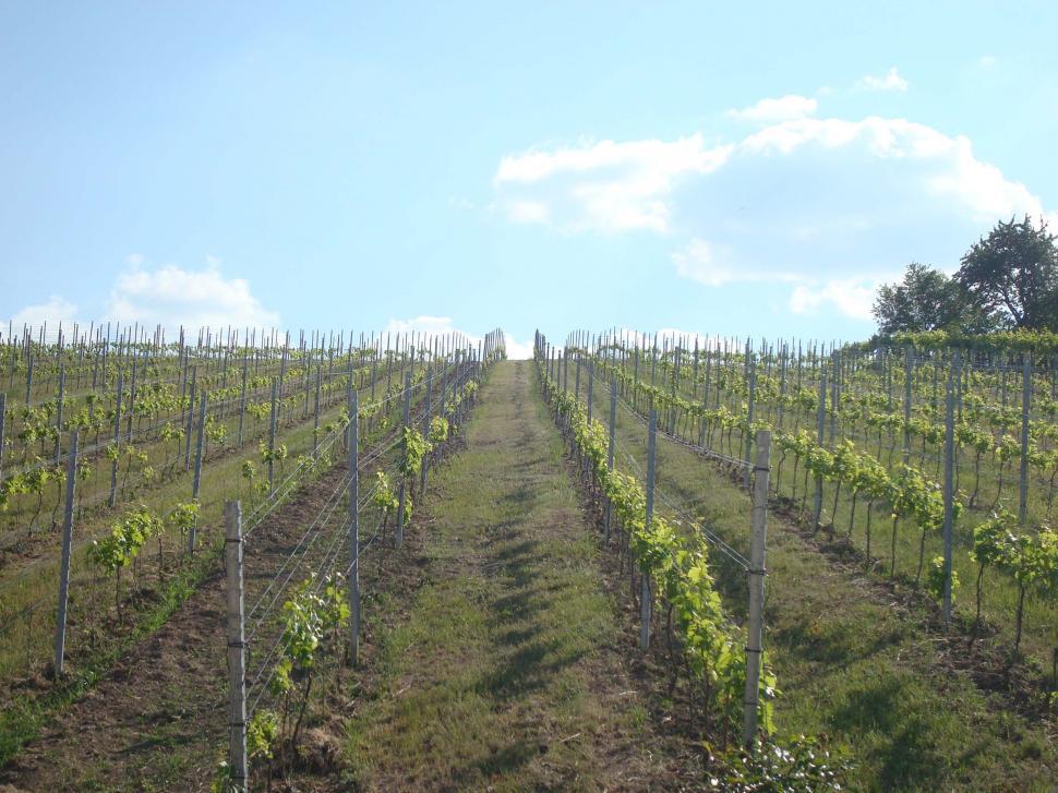 Free Image of Vast Field of Green Plants With Trees in Background 