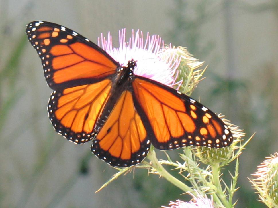 Free Image of Monarch Butterfly On Thistle Straight On 
