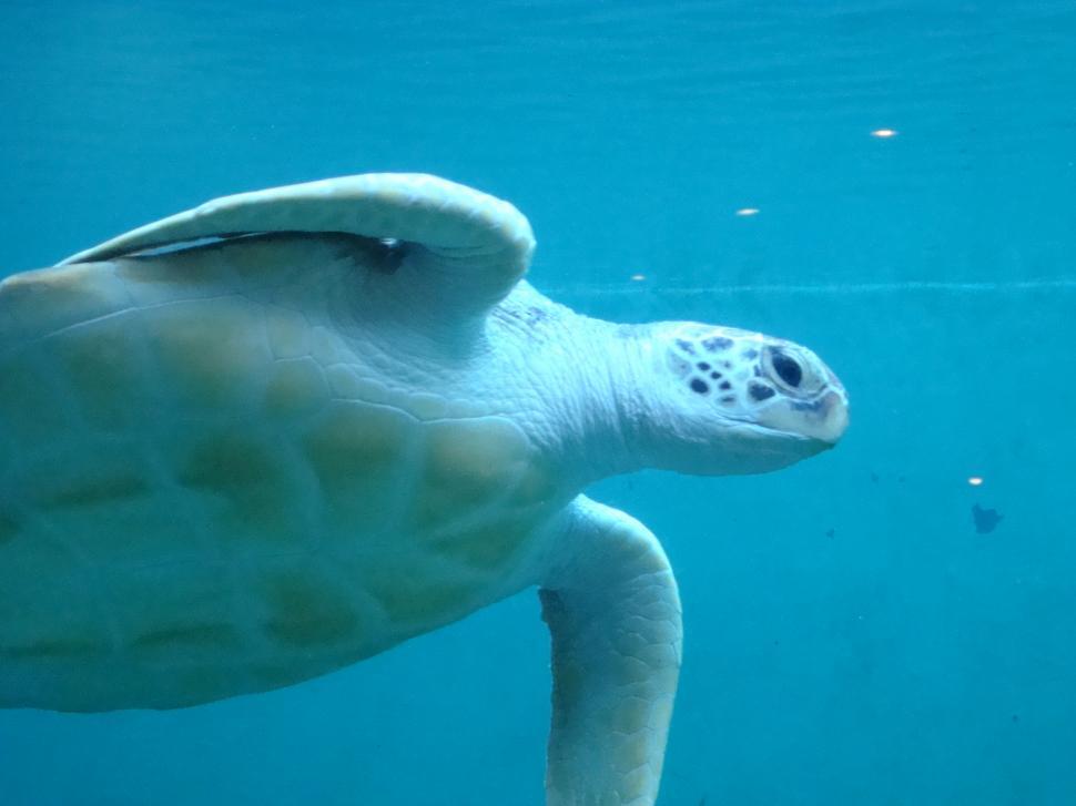 Free Image of Turtle 