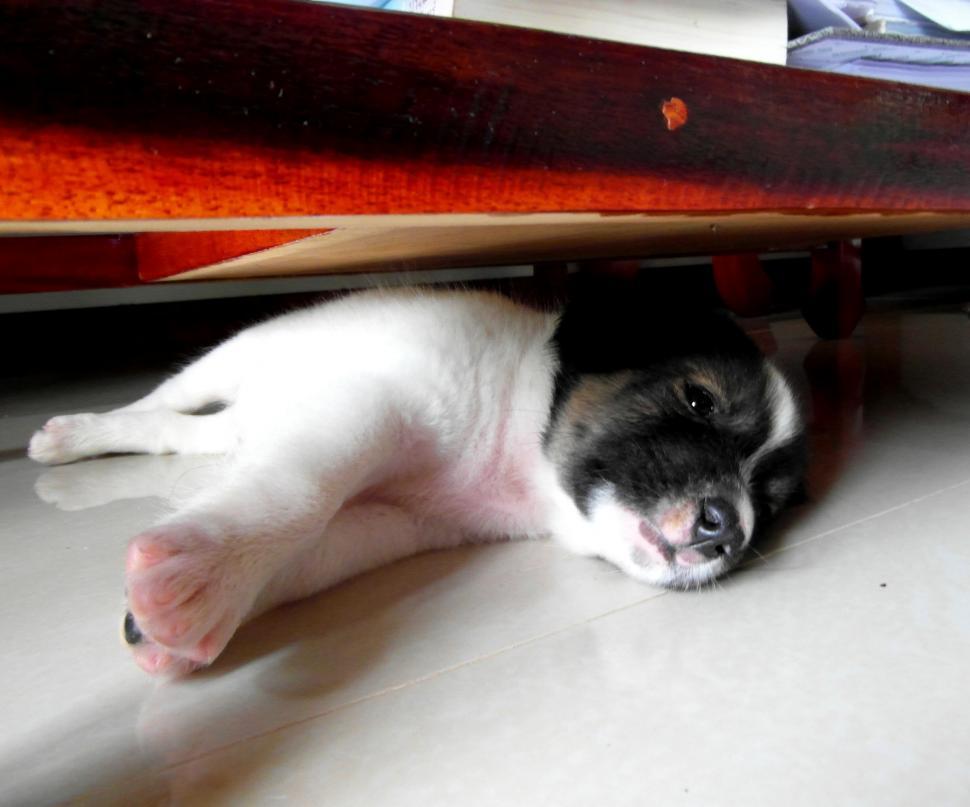 Free Image of Lazy Puppy 