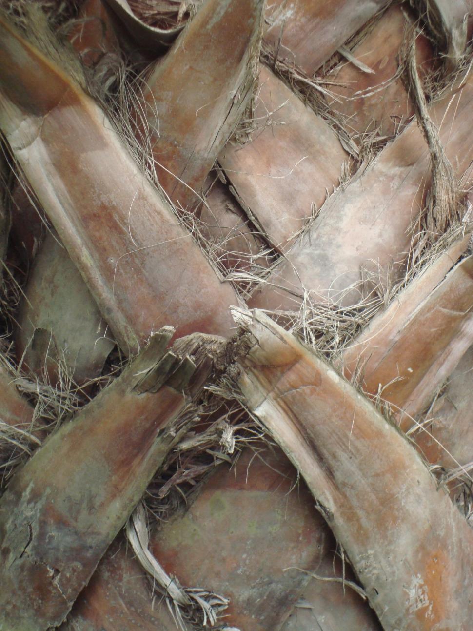 Free Image of Palm Tree-Trunk Background 