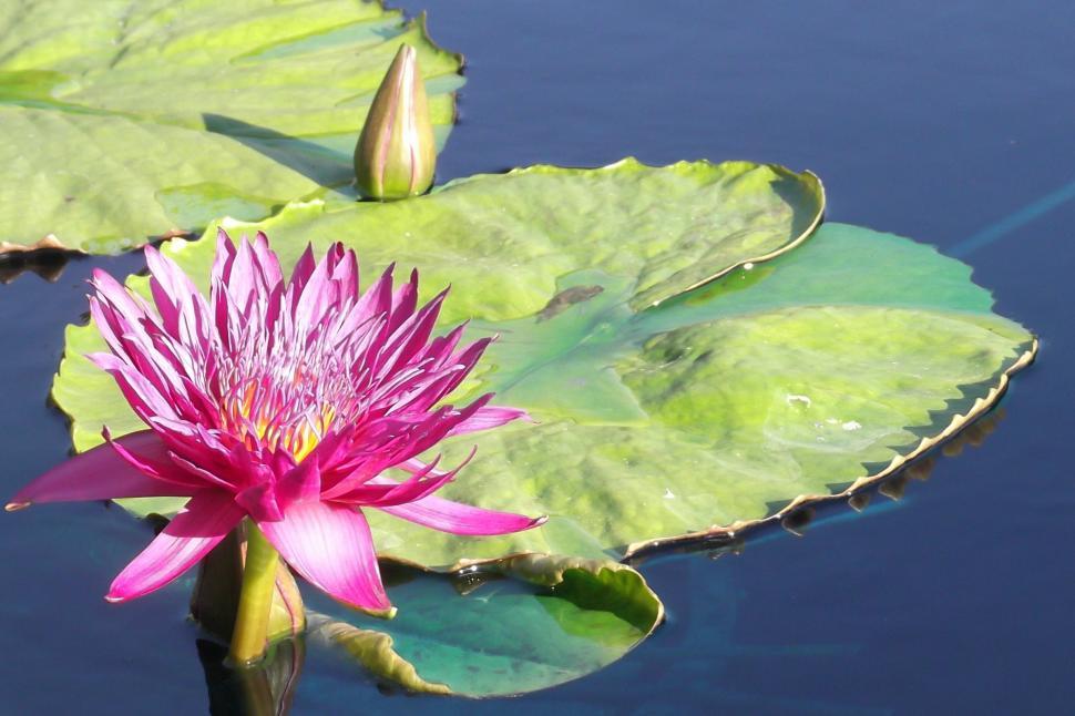 Free Image of Pink Waterlily 