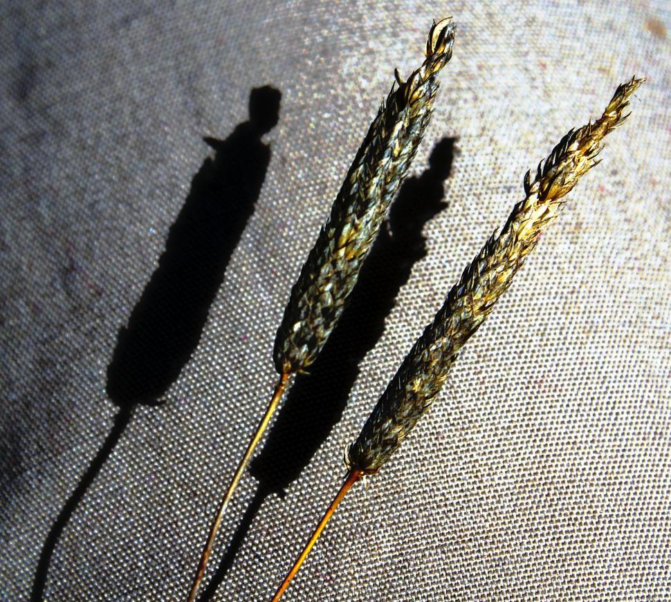 Free Image of Close Up of Two Plants on Cloth 