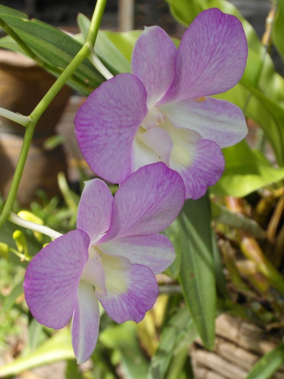 Free Image of Pink Orchids 