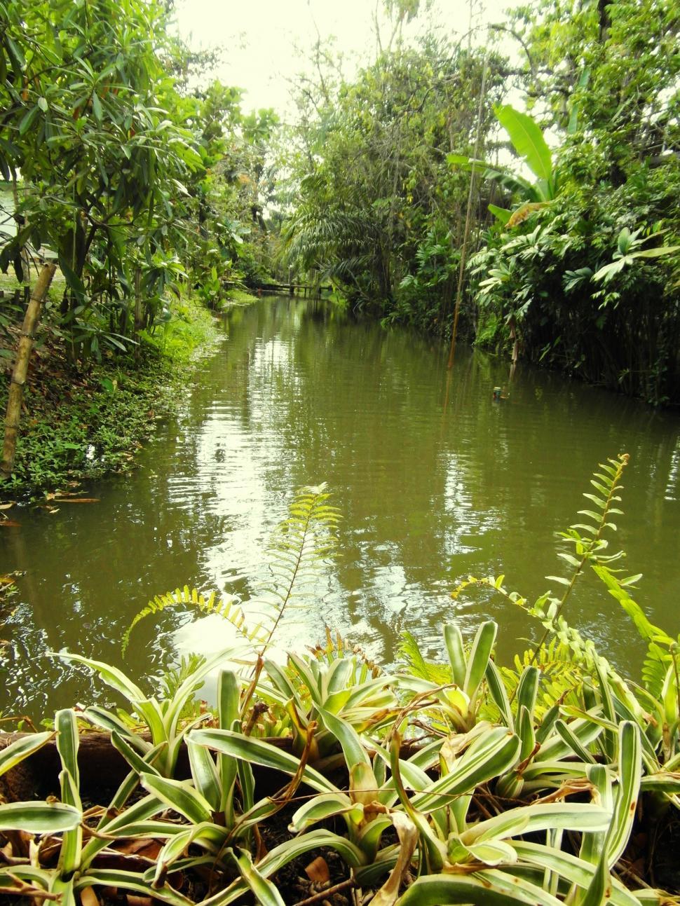 Free Stock Photo of Jungle River Download Free Images and Free