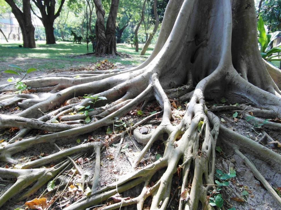 Free Stock Photo of Long Tropical Tree Roots | Download Free Images and ...