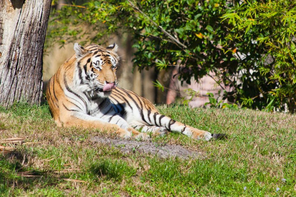 Orange Tiger Sitting In Green Grass Stock Photo, Picture and