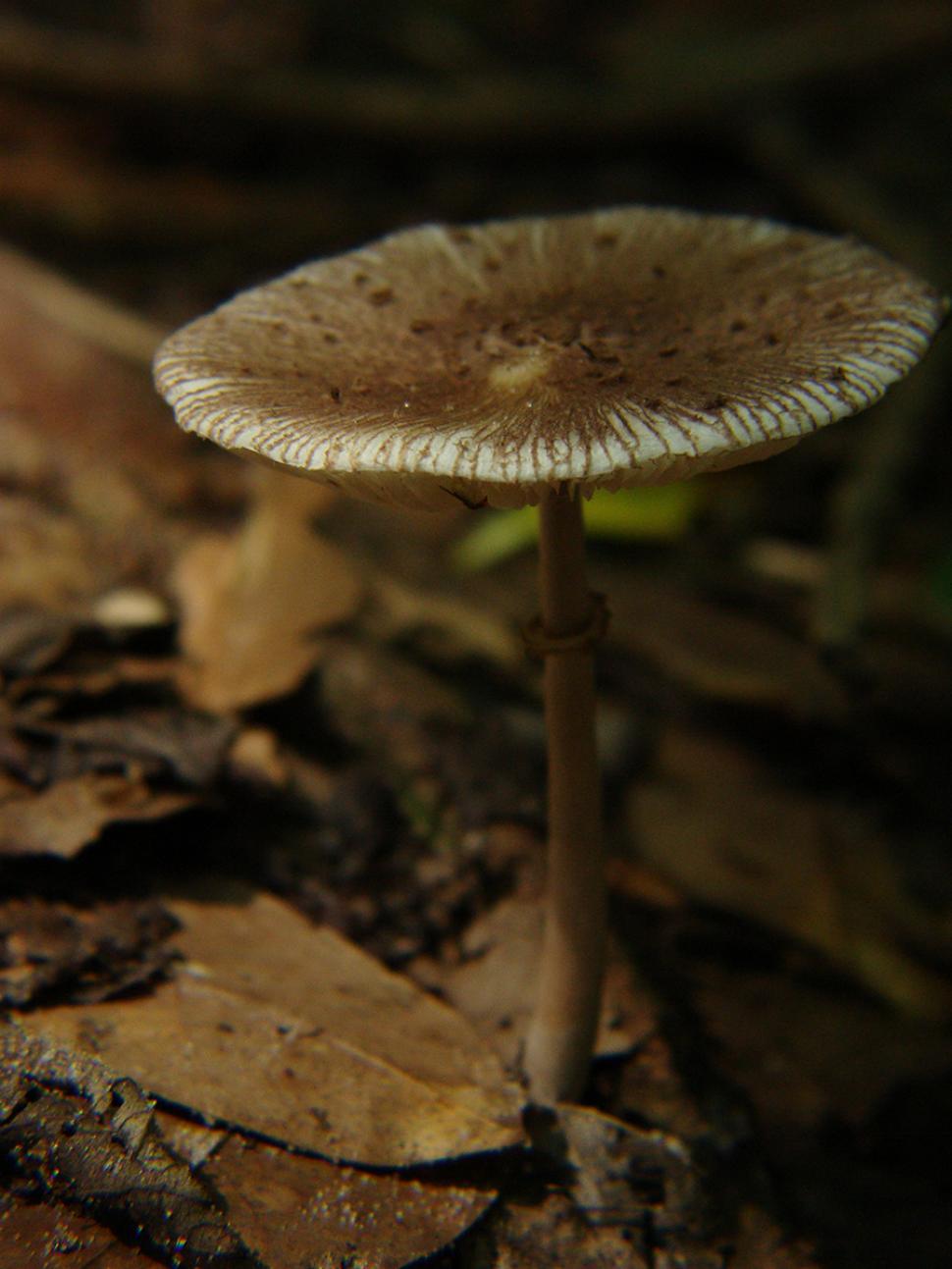 Free Stock Photo of Close Up of Mushroom on Ground | Download Free ...