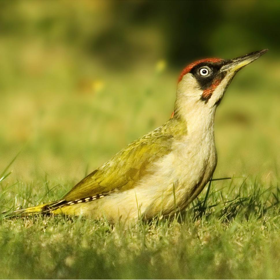 Free Stock Photo of Small Bird Standing on Top of Lush Green Field ...