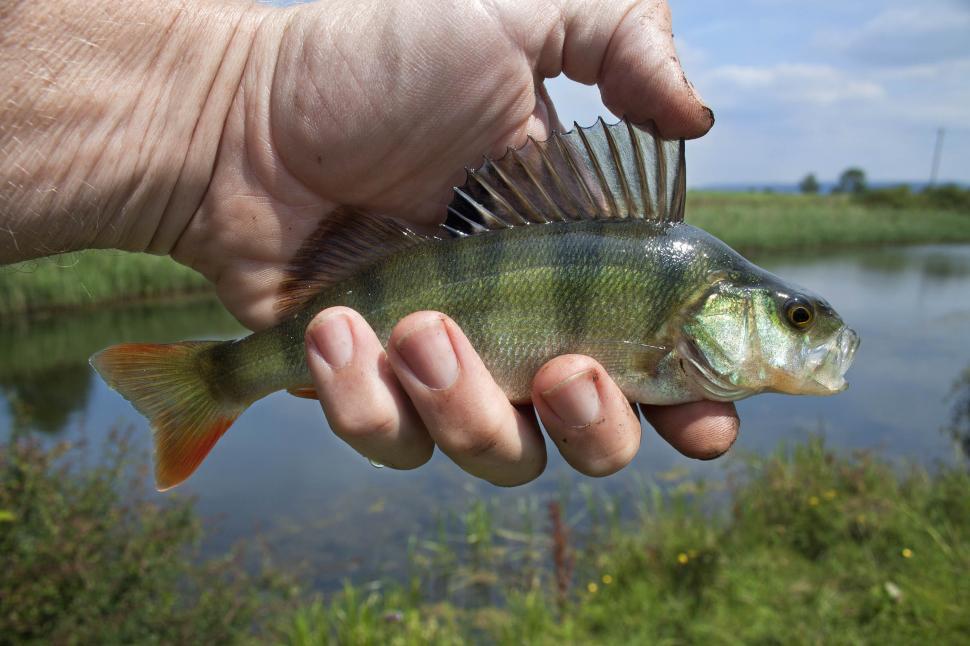 Big Freshwater Perch and Fishing Rod with Reel Stock Image - Image of  nature, river: 140056031