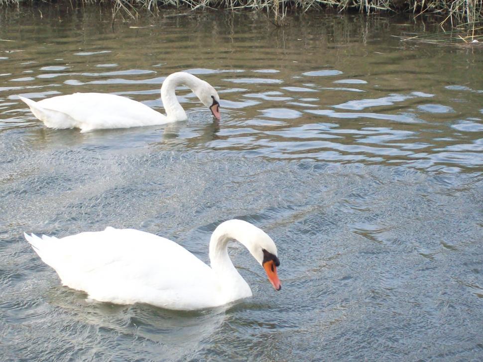 Free Image of Cigni - Swans 