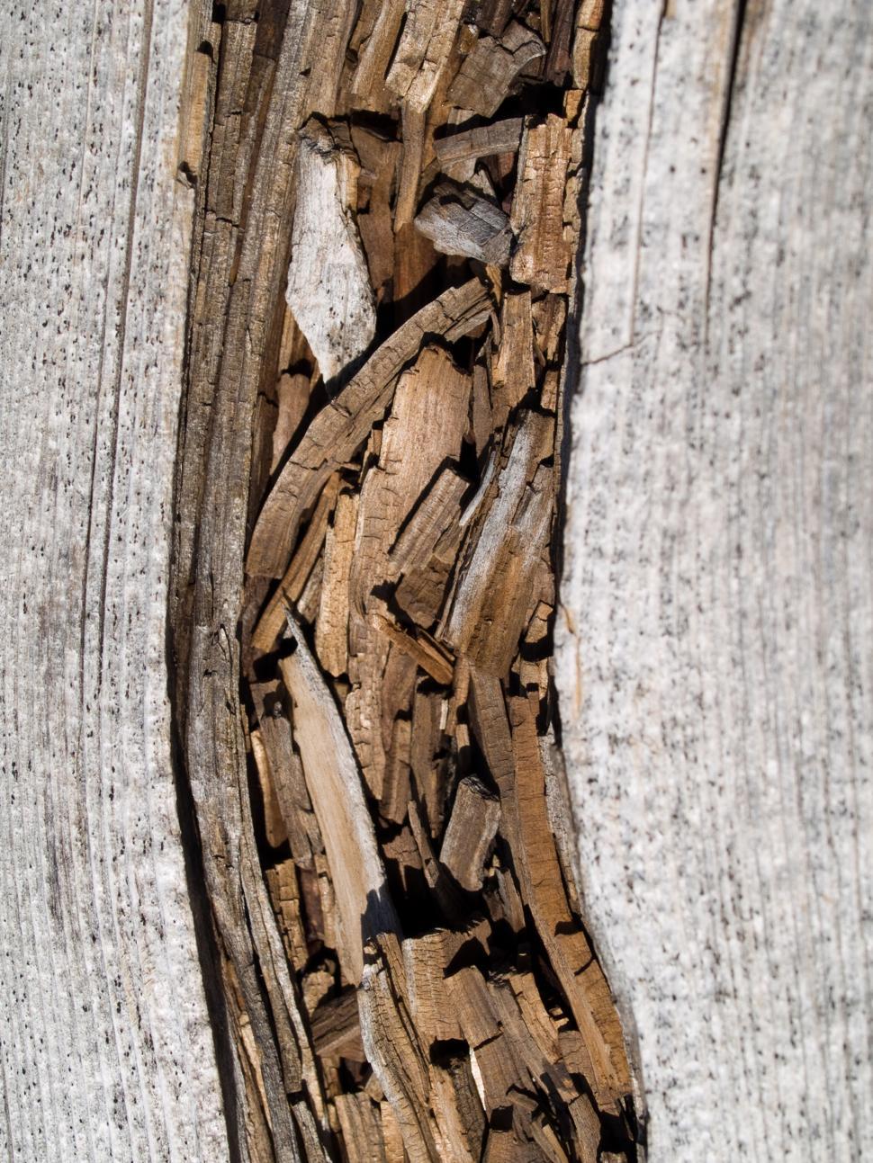 Free Image of Wood 