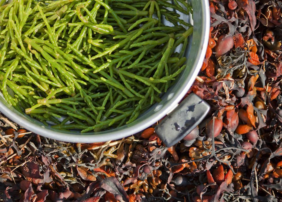 Free Stock Photo of Bucket Full of Green Beans on the Ground Download