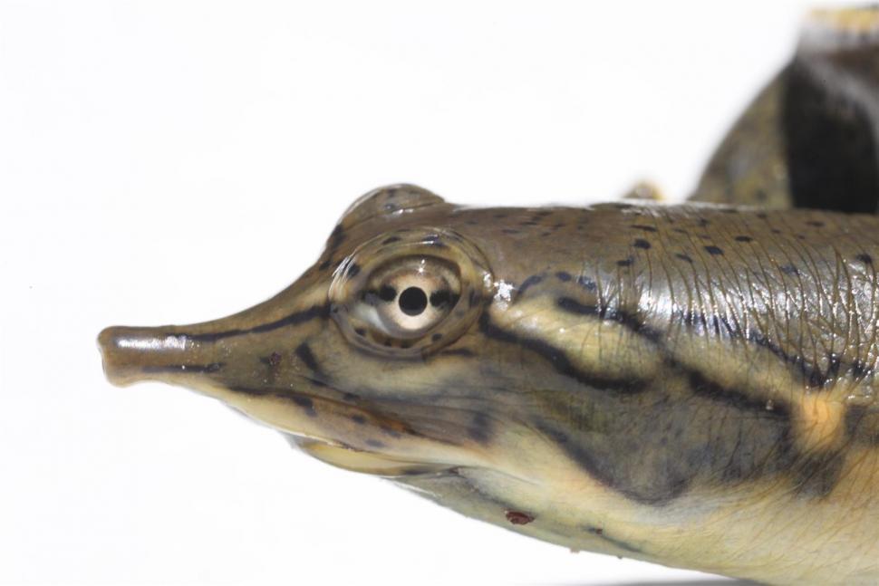 Free Stock Photo of Soft Shell Turtle | Download Free Images and Free ...