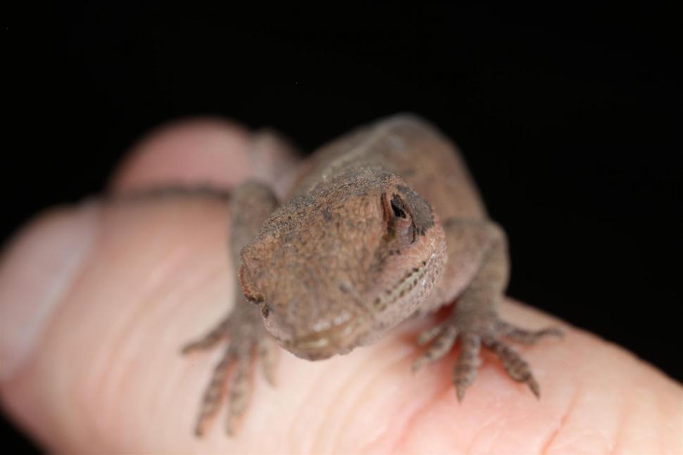Free Image of Green Anole Lizard Brown Phase 