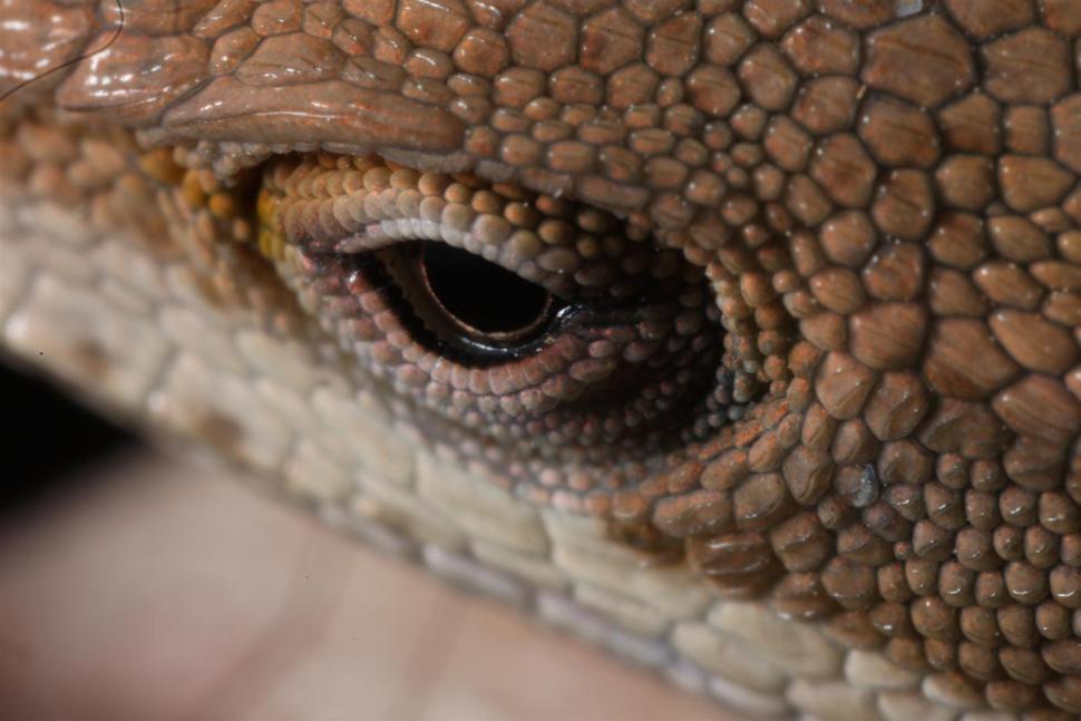 Free Image of Green Anole Lizard Brown Phase 