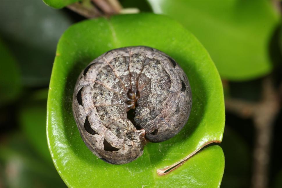 Free Image of Caterpillar 