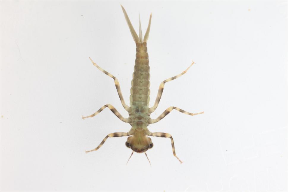 Free Image of Dragonfly Larva 