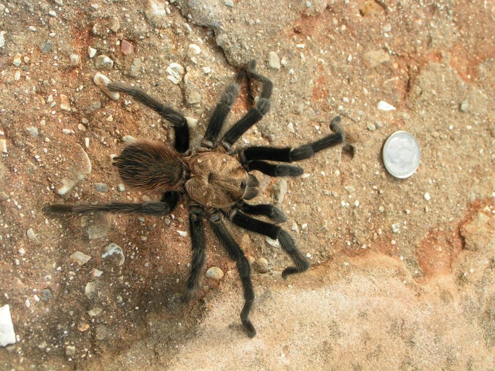 Free Image of Tarantula 