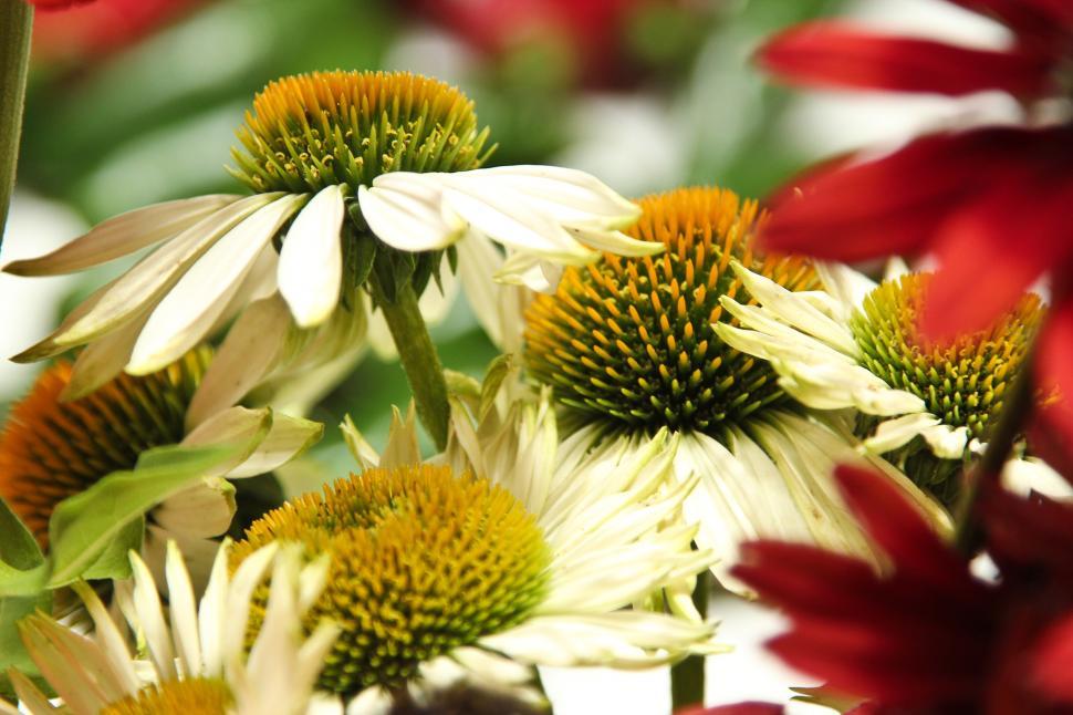 Free Image of Echinacea Flowers 