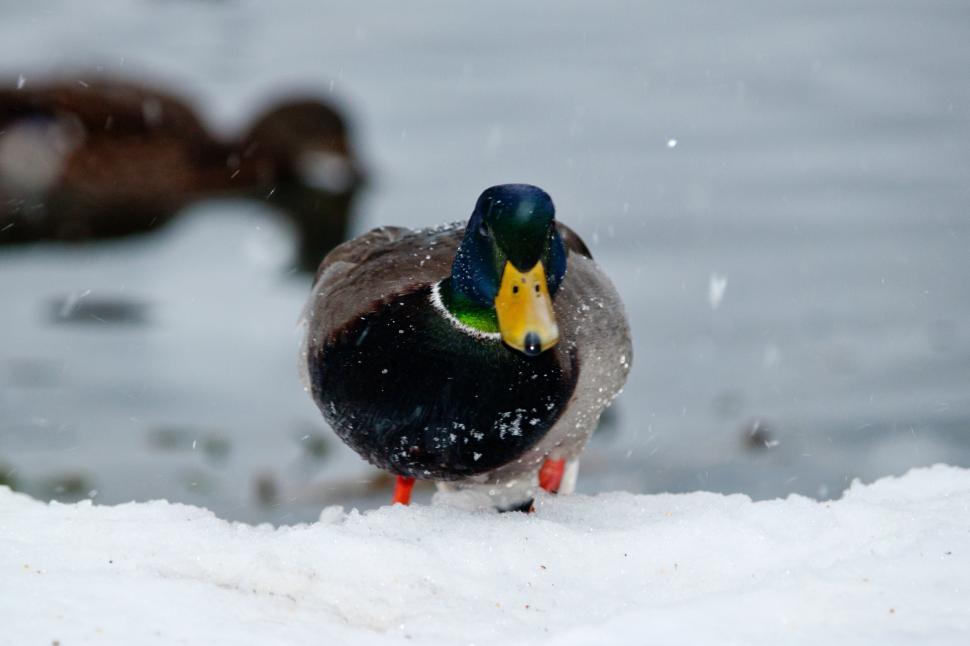 Free Image of Duck 