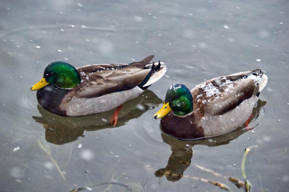 Free Image of Duck 