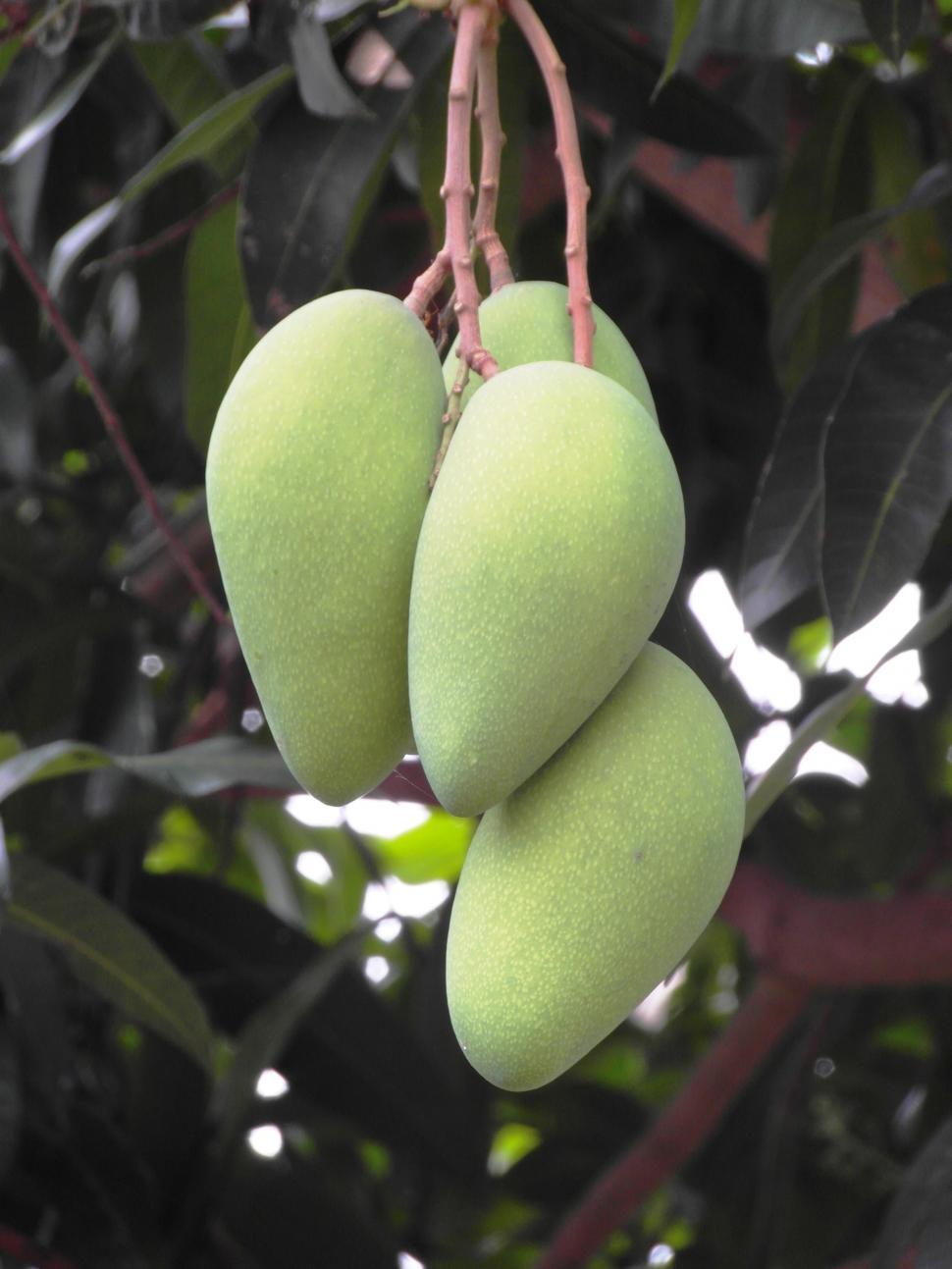 Mangoes