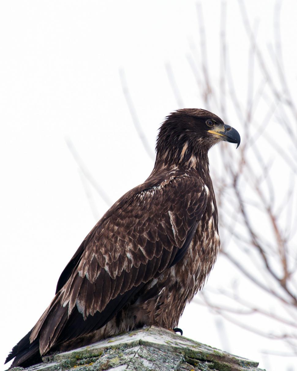 Free Stock Photo of Bald Eagle | Download Free Images and Free ...