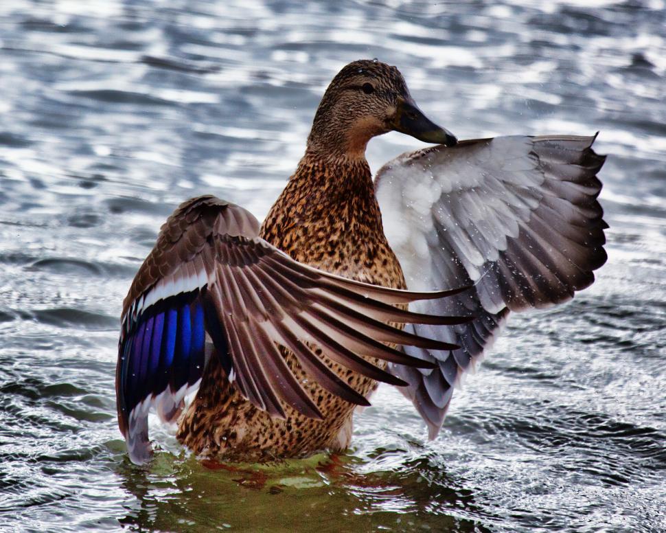 Free Image of Duck 