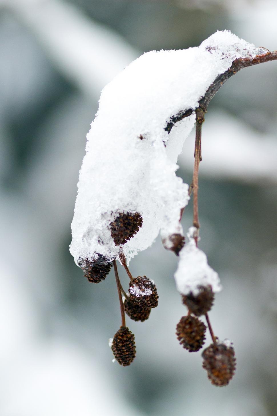 Free Image of Alder 