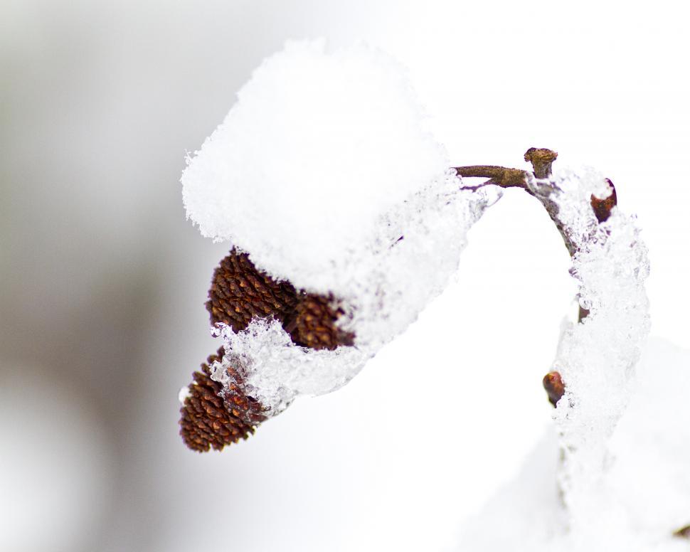 Free Image of Alder 