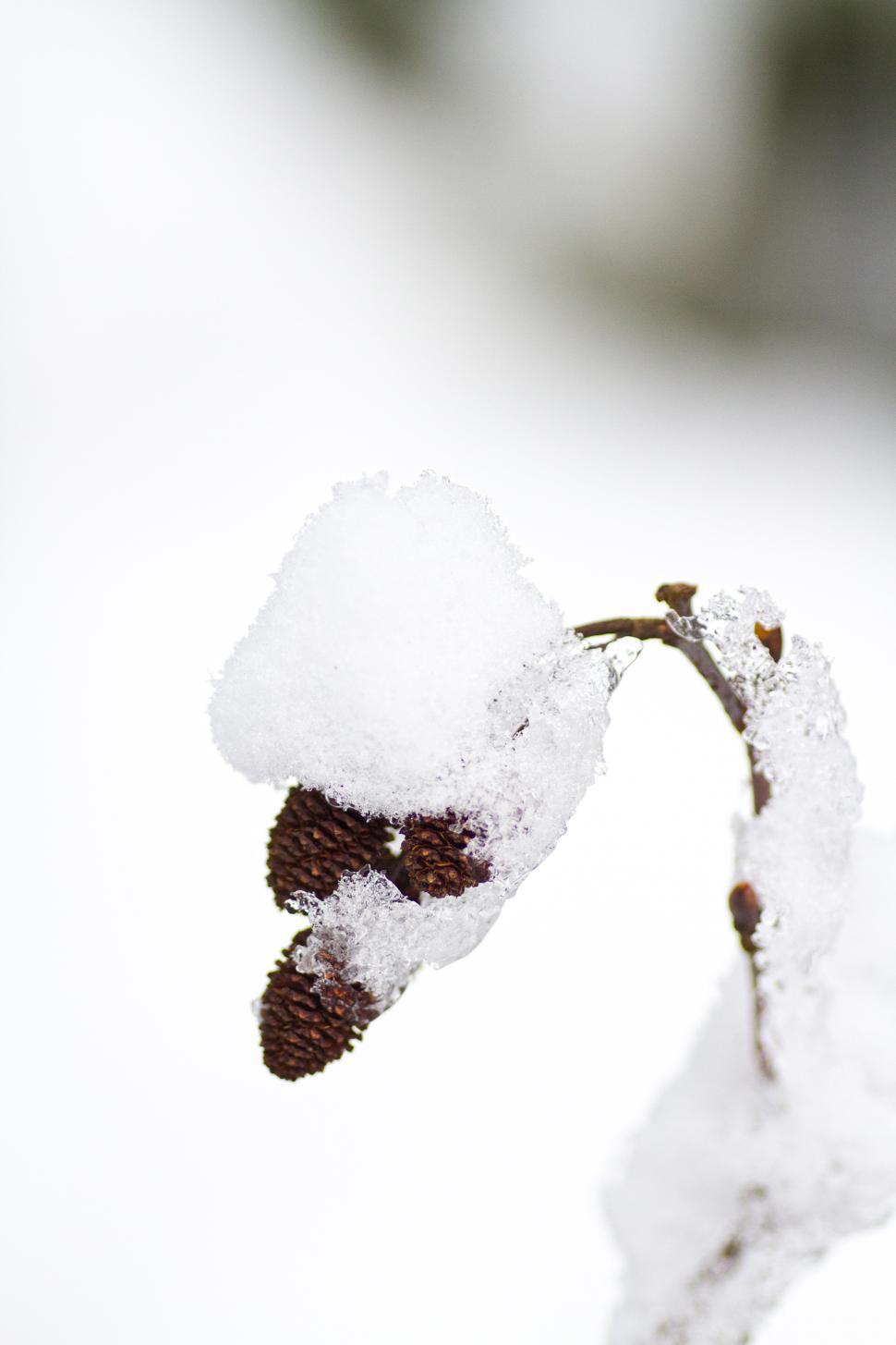 Free Image of Alder 