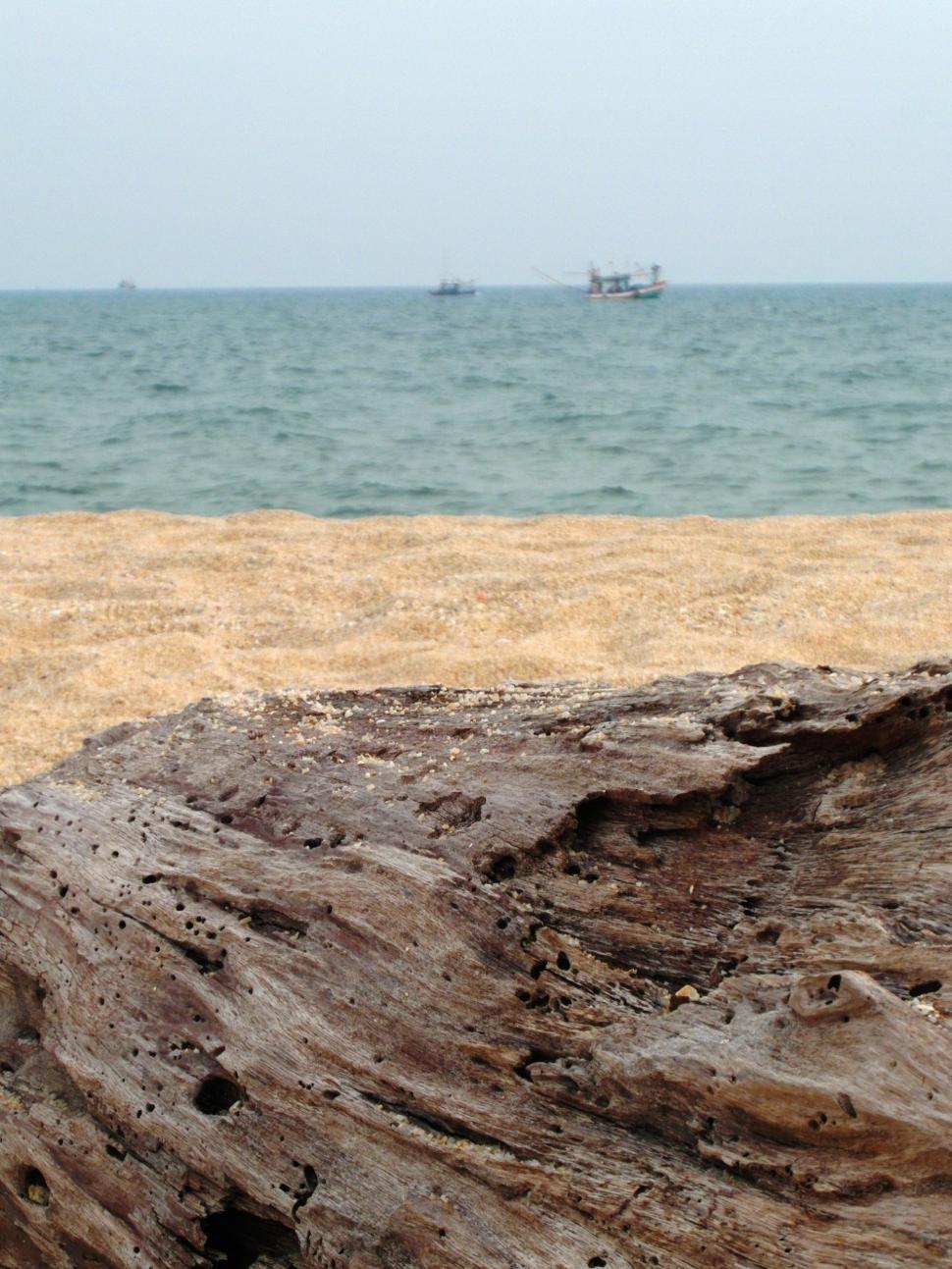 Free Image of Driftwood Beach Scene 
