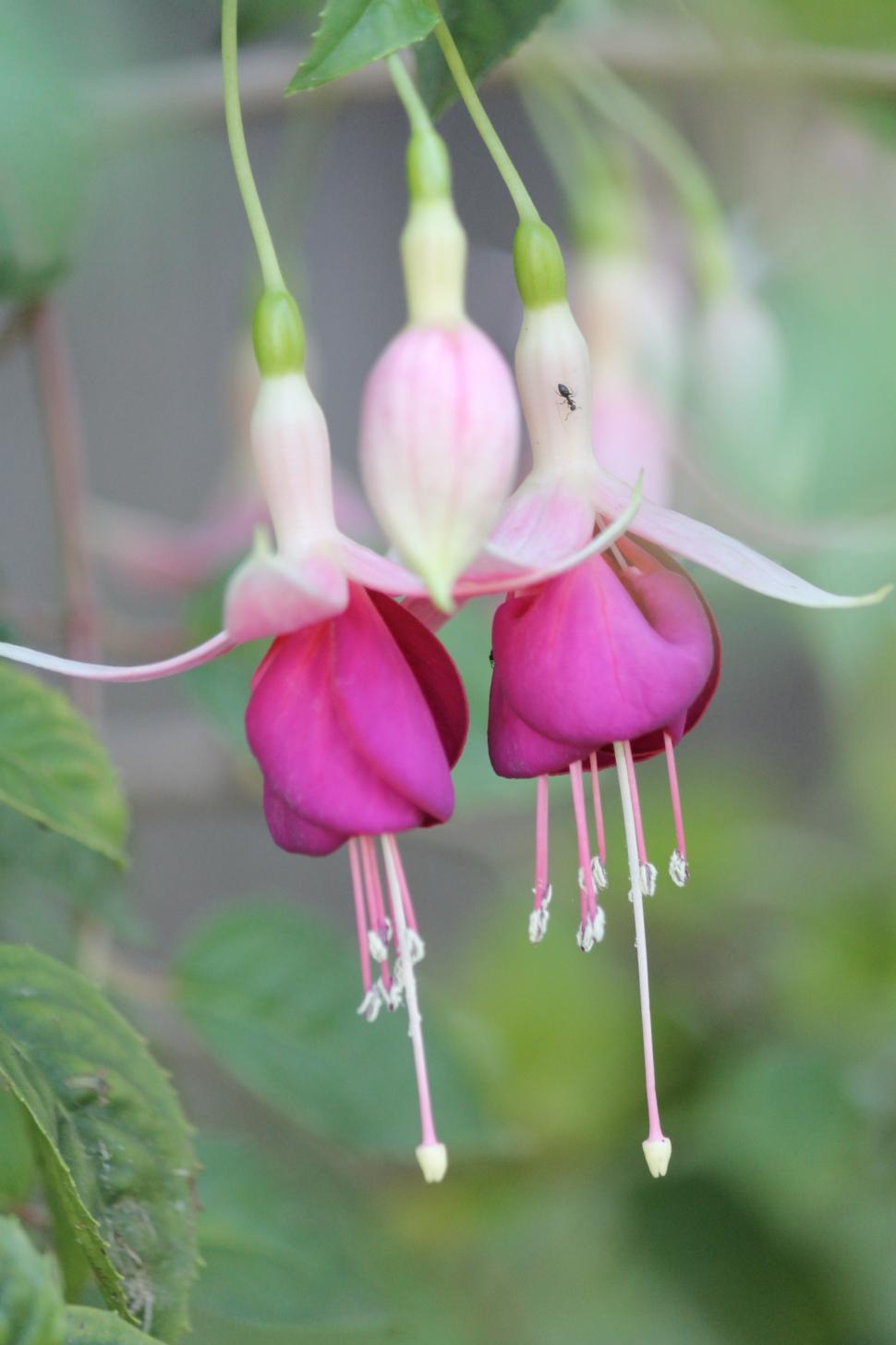 Free Image of Pretty pink 
