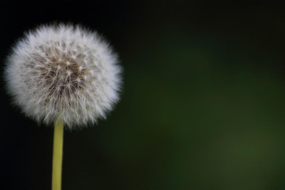 Free Image of soft white on soft green 