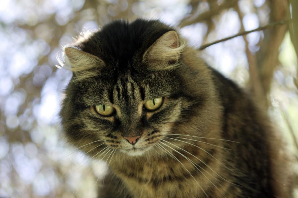 Free Image of What are you looking at? 