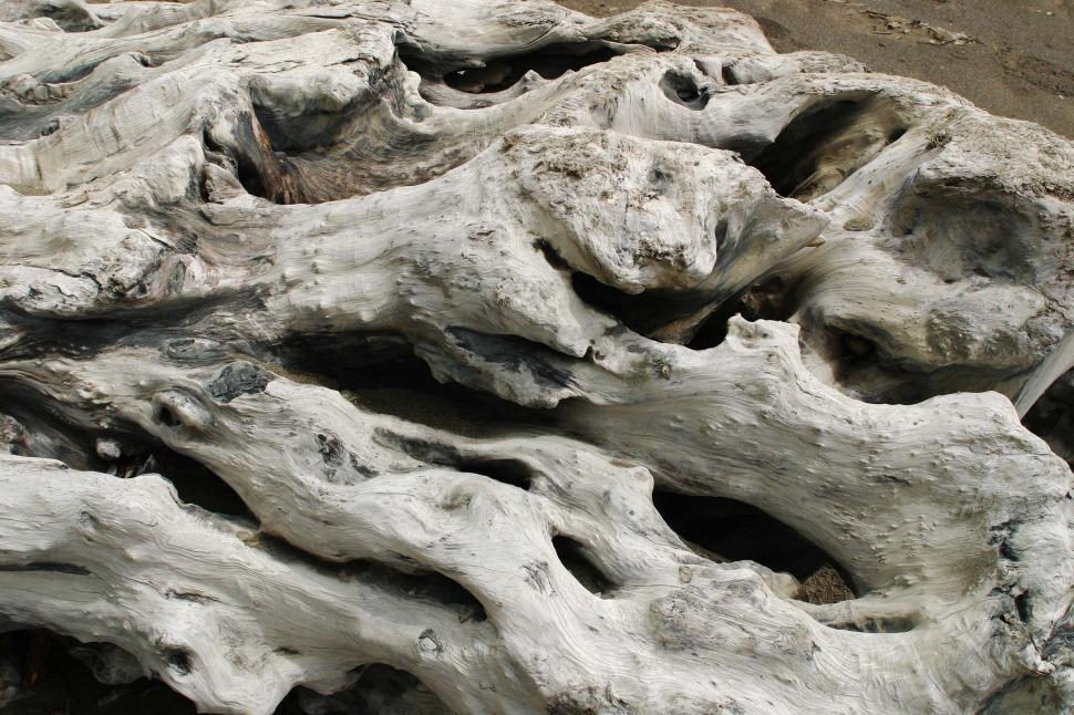 Free Image of Driftwood Washed Up on Shore 