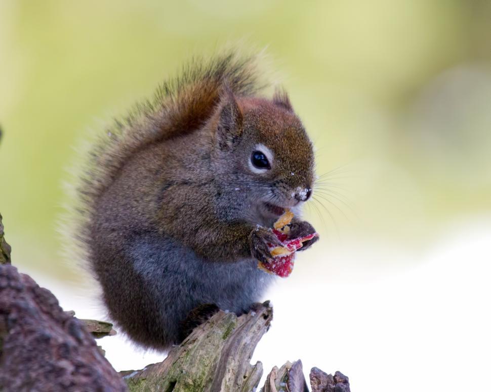 Free Image of Squirrel 
