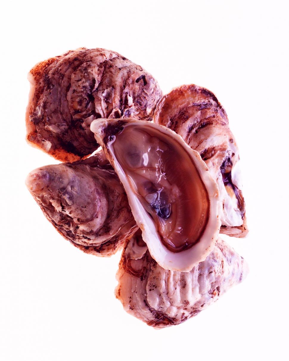 Free Stock Photo of Oysters Download Free Images and Free Illustrations