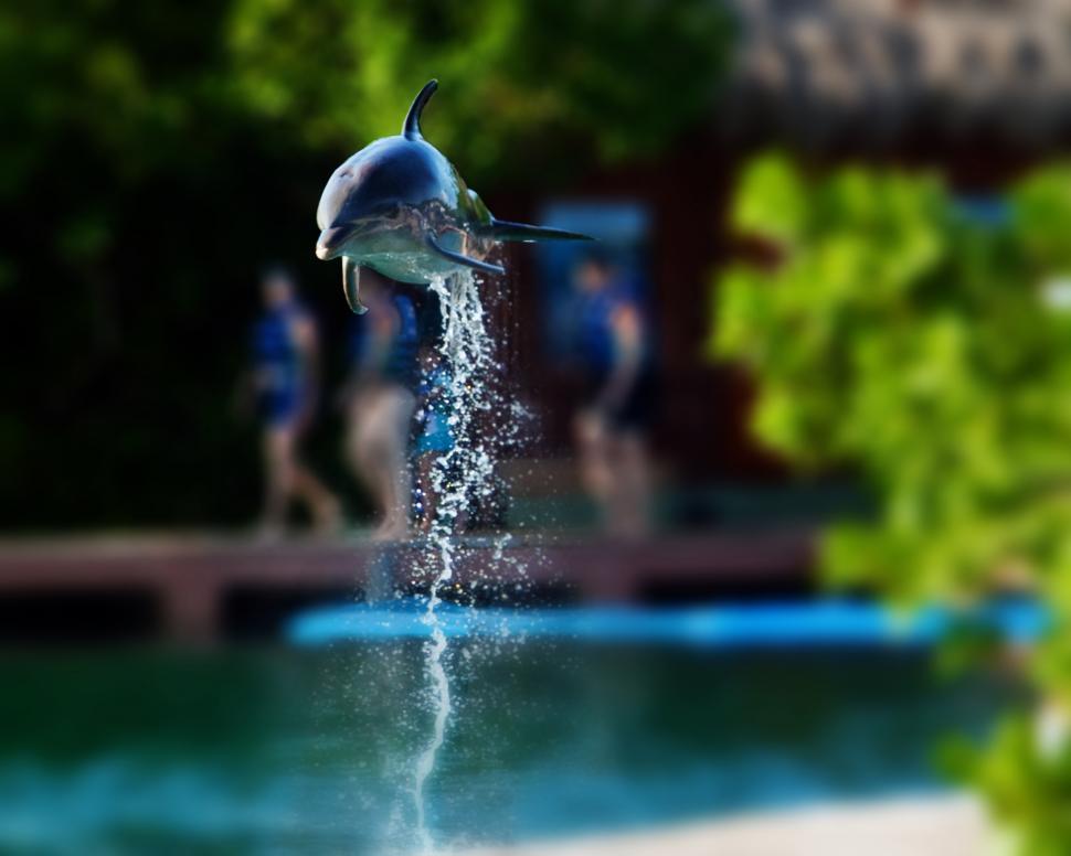Free Image of Dolphin 