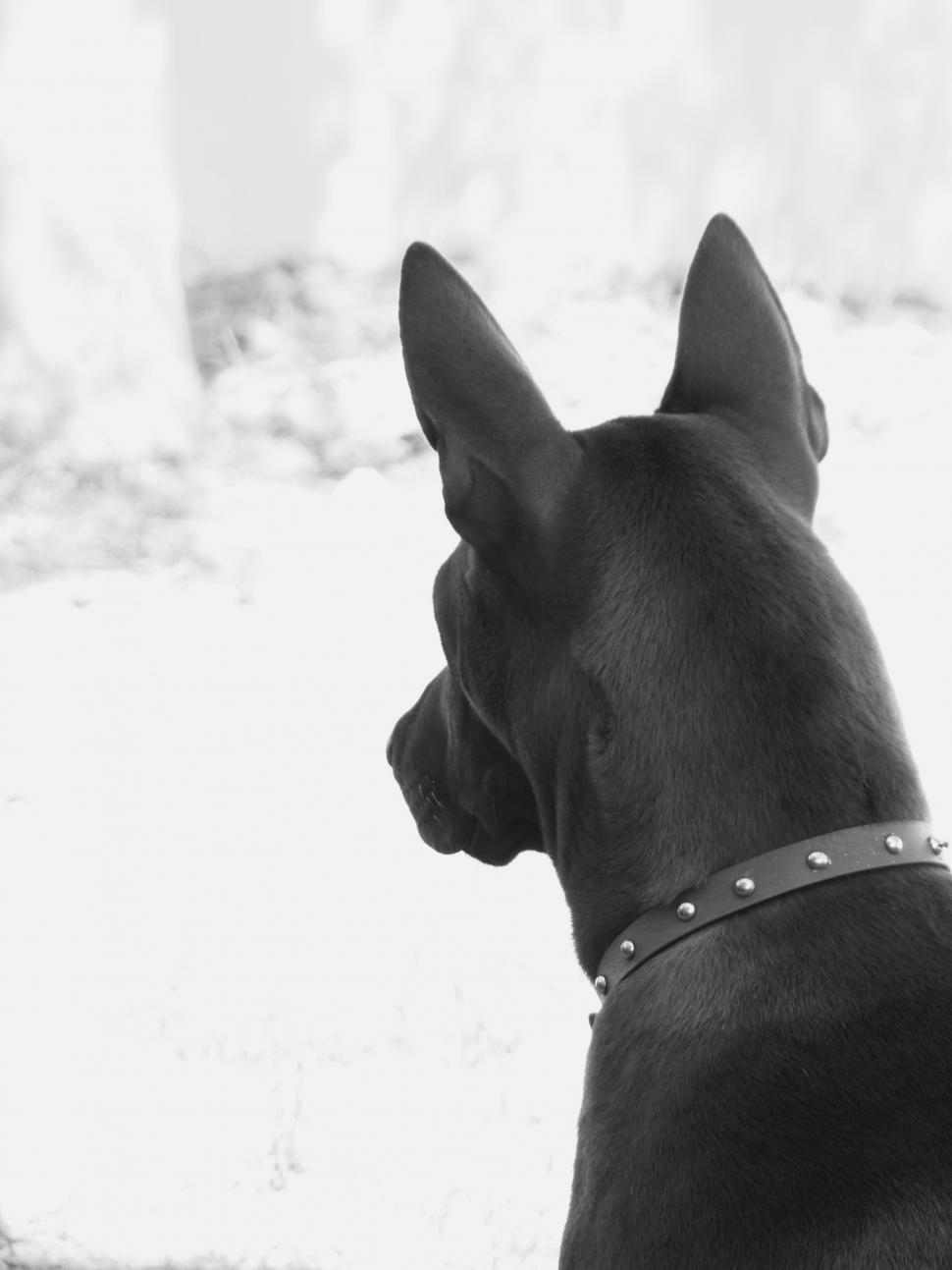 Free Image of Pet Dog Black and White 