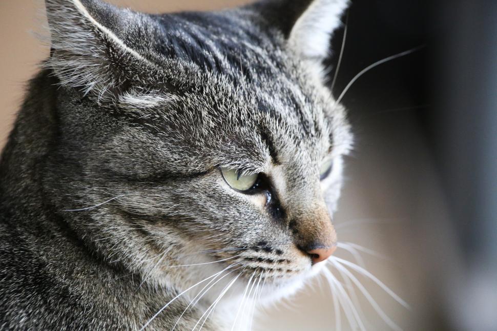 Free Image of Cat 