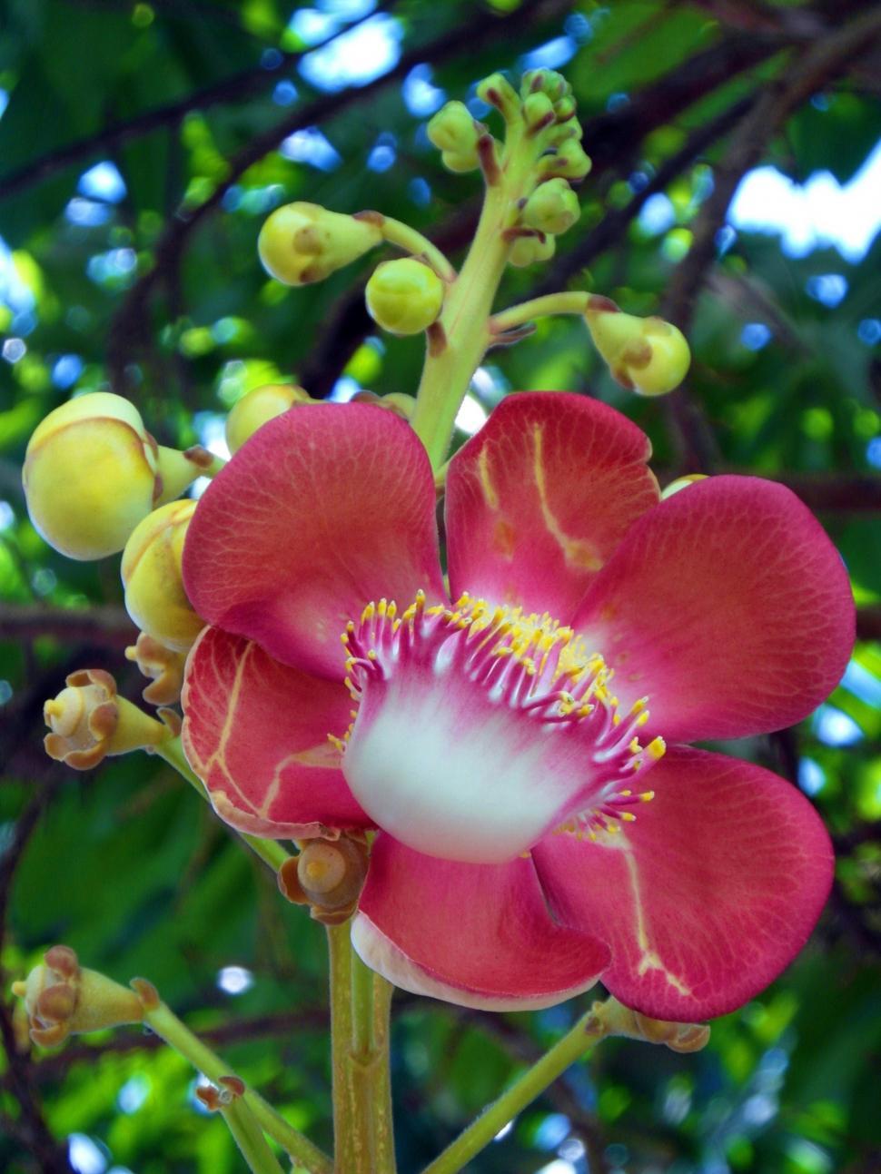 Free Stock Photo of Pretty Red Flower | Download Free Images and Free ...