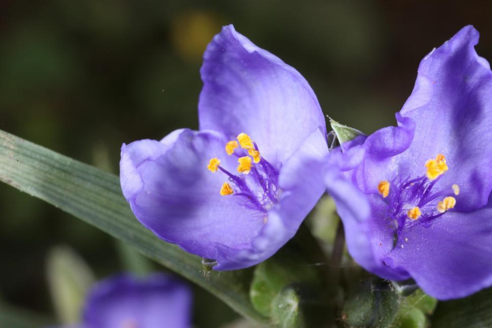 Free Image of Flower macro 