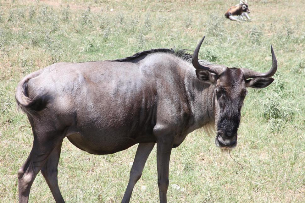 Free Image of Wildebeest 