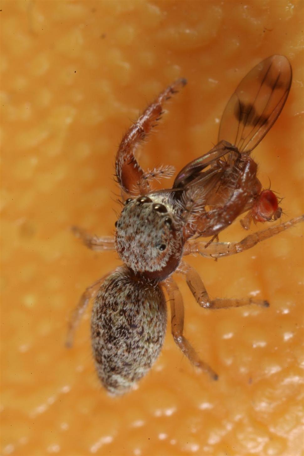 Free Image of Jumping Spider 