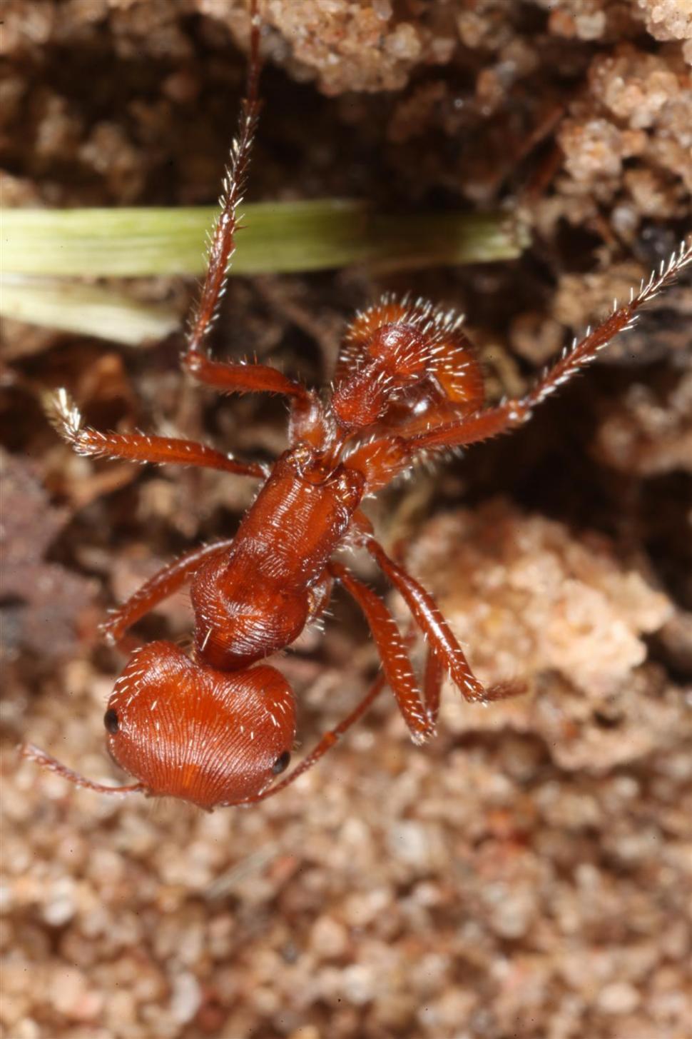 Free Stock Photo of Red Harvester Ants Download Free Images and Free
