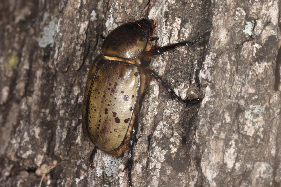 Free Image of Hercules Beetle 