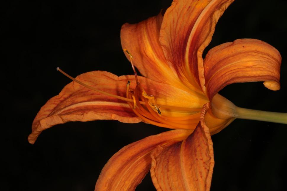 Free Stock Photo of Tiger Lily | Download Free Images and Free ...