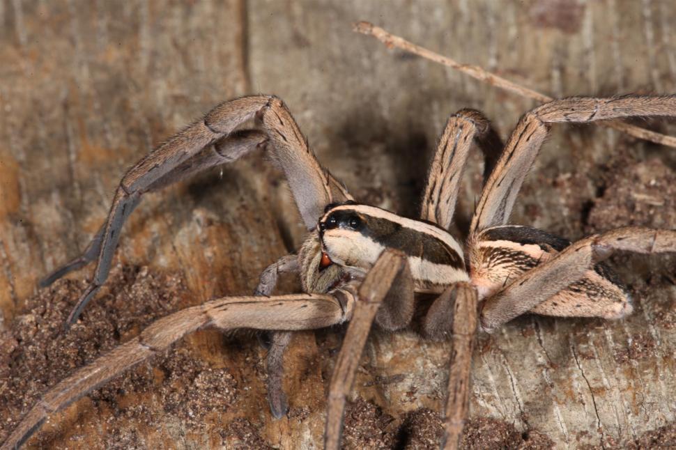 Free Image of Spider macro 